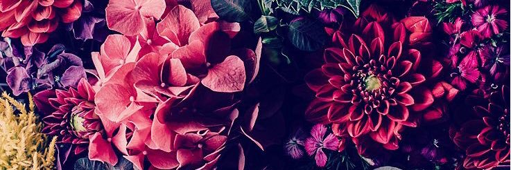 mariya_pepe's profile banner image