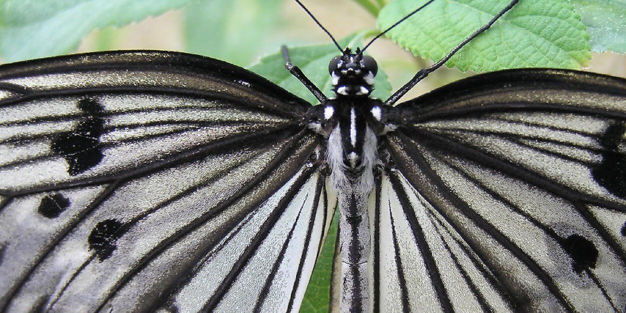Butterfly_Zoo's profile banner image