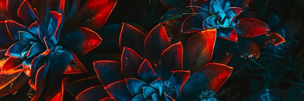 schaurasiya Profile Banner