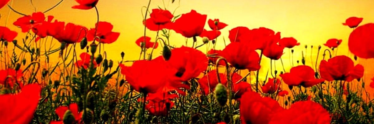 donagatamaria's profile banner image