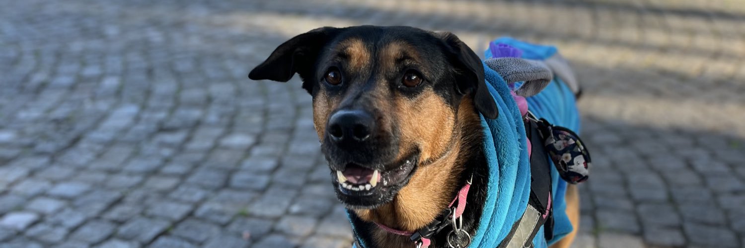 sofiispittler's profile banner image