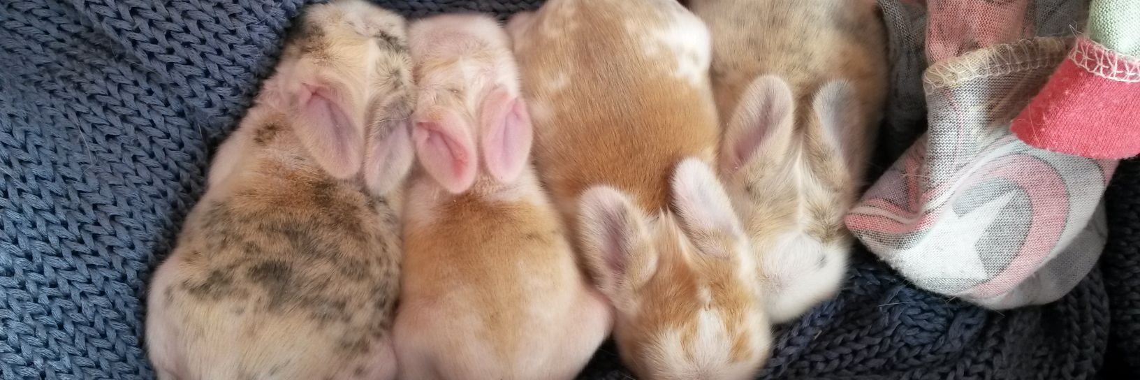 topsbutt__'s profile banner image