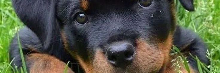 KigandaJoseph's profile banner image