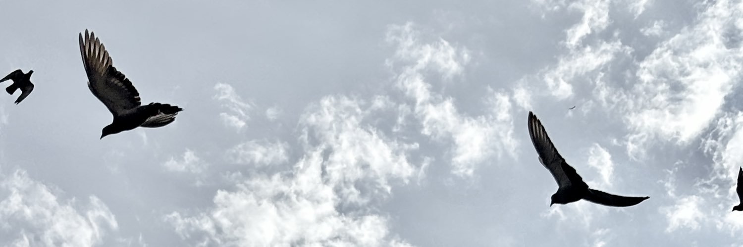 owlsq's profile banner image