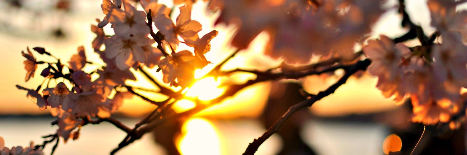 Samnang_Man's profile banner image