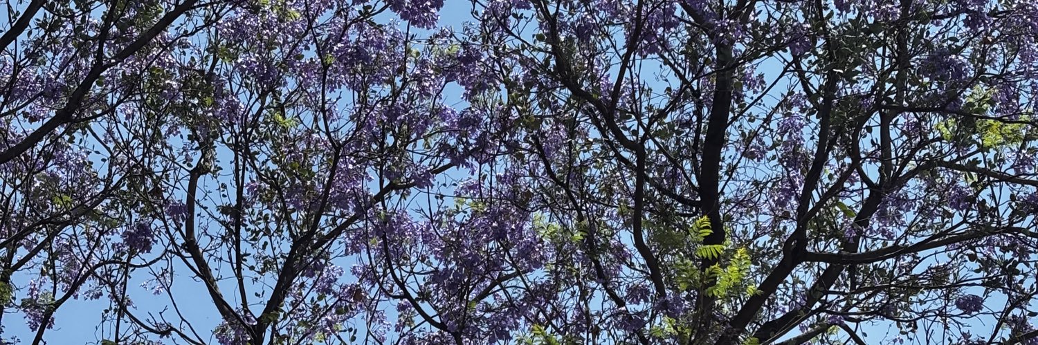 mxlaniecr's profile banner image