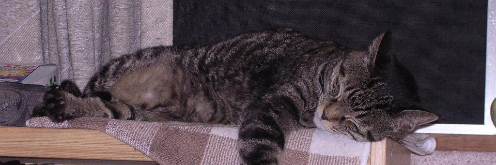 かぶぬしの下僕 banner