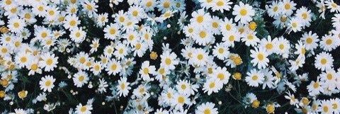 MrsPupas's profile banner image