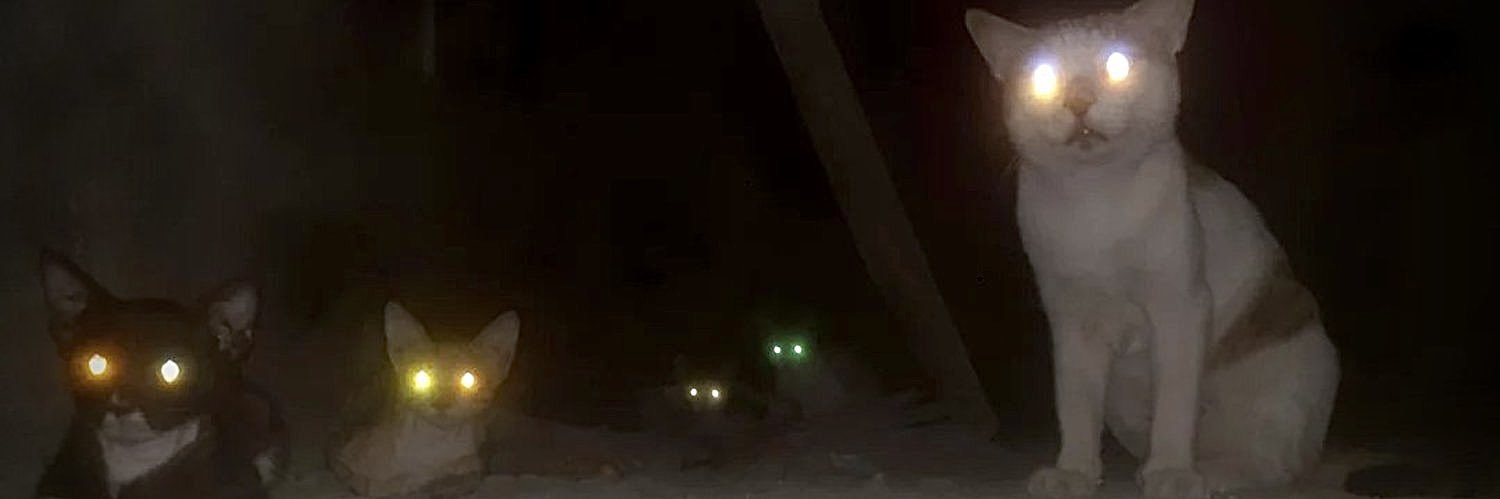 wsszrt's profile banner image