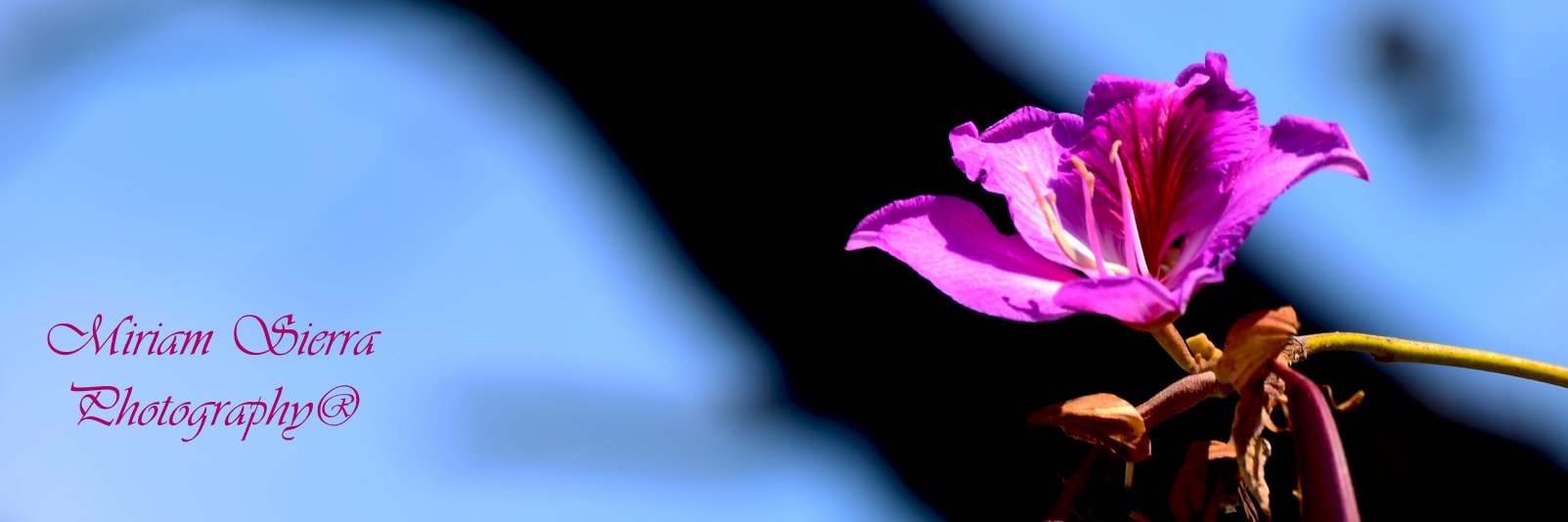 miribambam's profile banner image