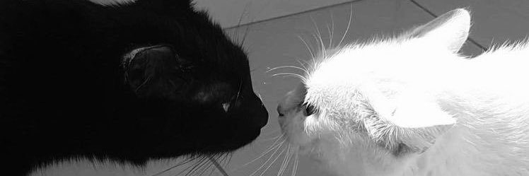 ♢AN♢ 固ツイ有 banner