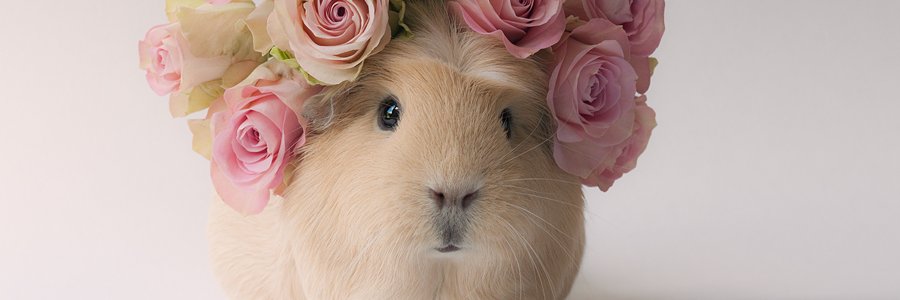 Ton (presque) ami banner