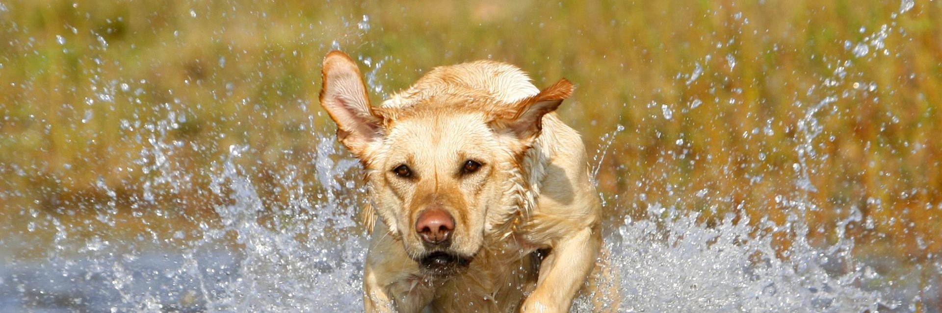 🇸🇪 🇮🇱 🇺🇦 Per Tycker (MED) banner