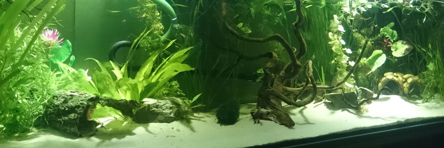 Axolotls et Cie banner