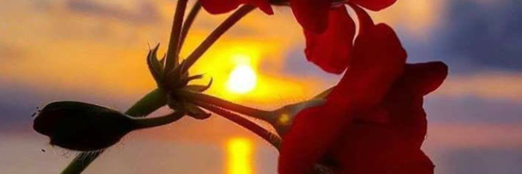 badr  m  al shammry banner