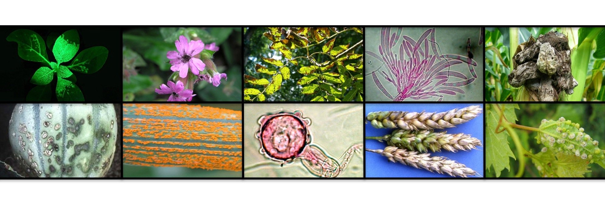 Société Française de Phytopathologie's banner