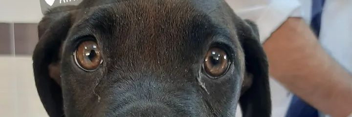 saudadener's profile banner image