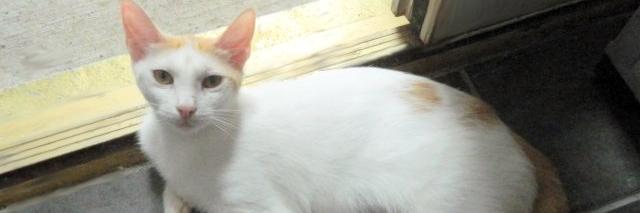 kittysave's profile banner image