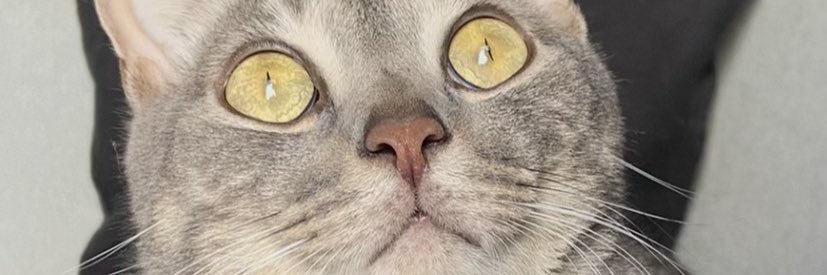 lihmfs's profile banner image