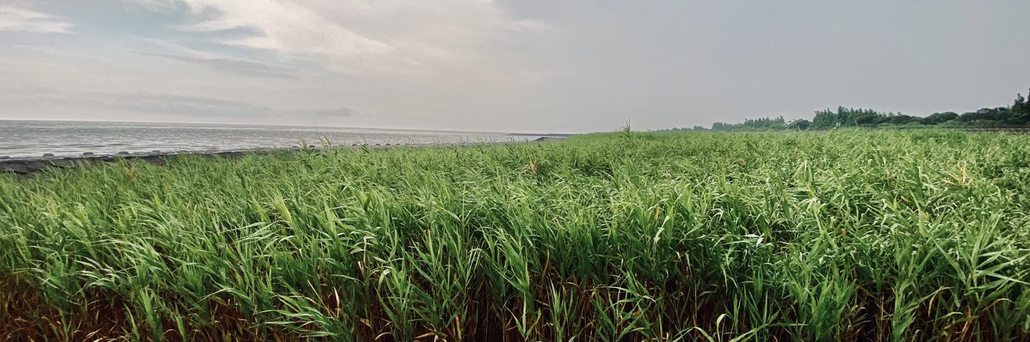 Yangfei Xiang banner