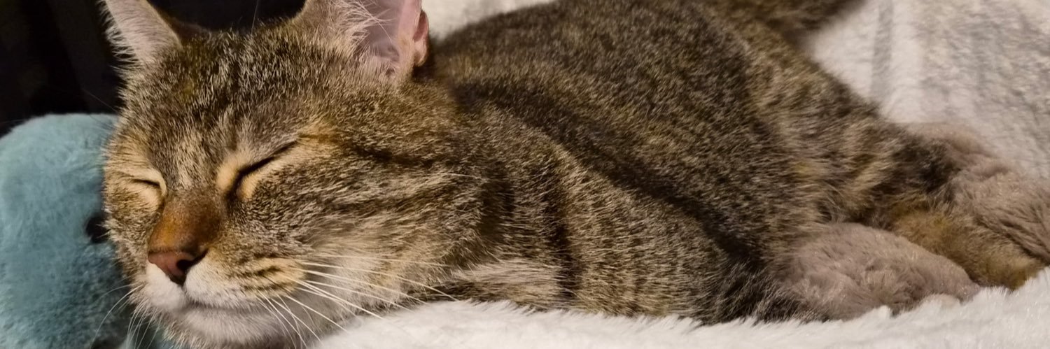 simplyrose_'s profile banner image