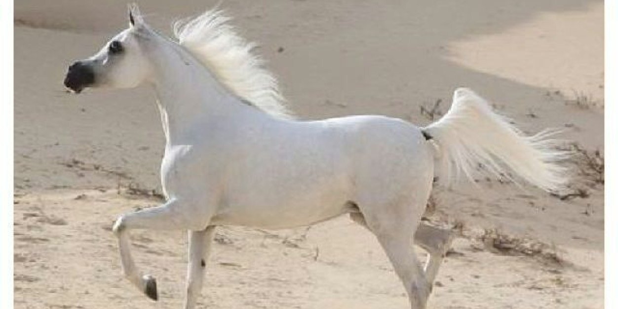 alfaisl44's profile banner image
