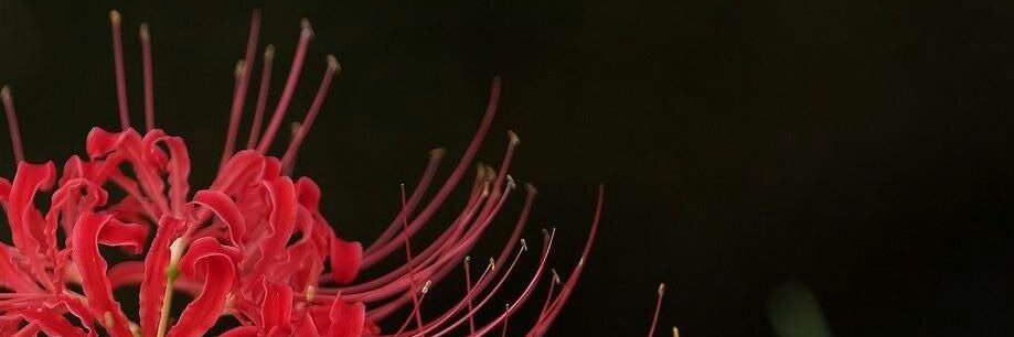 SebasMontV's profile banner image