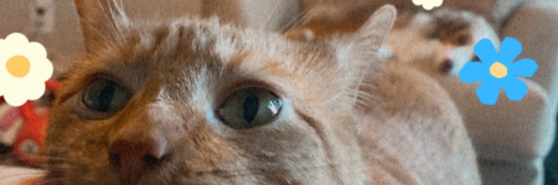 Shauna_bogert's profile banner image