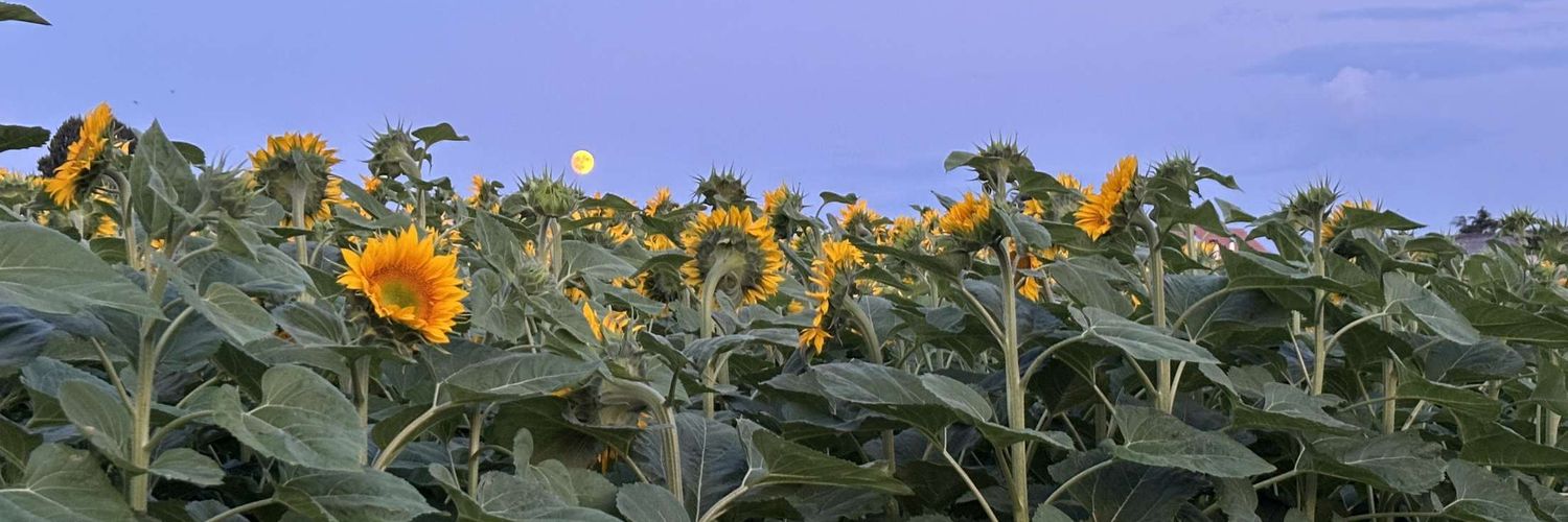 leyda099's profile banner image