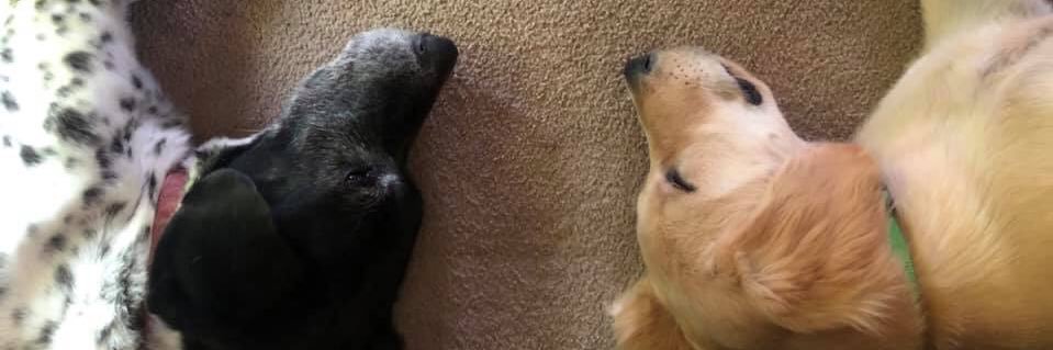 Mackenna Russell banner