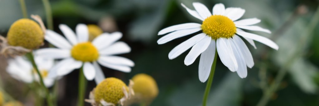 AnetCestrova's profile banner image