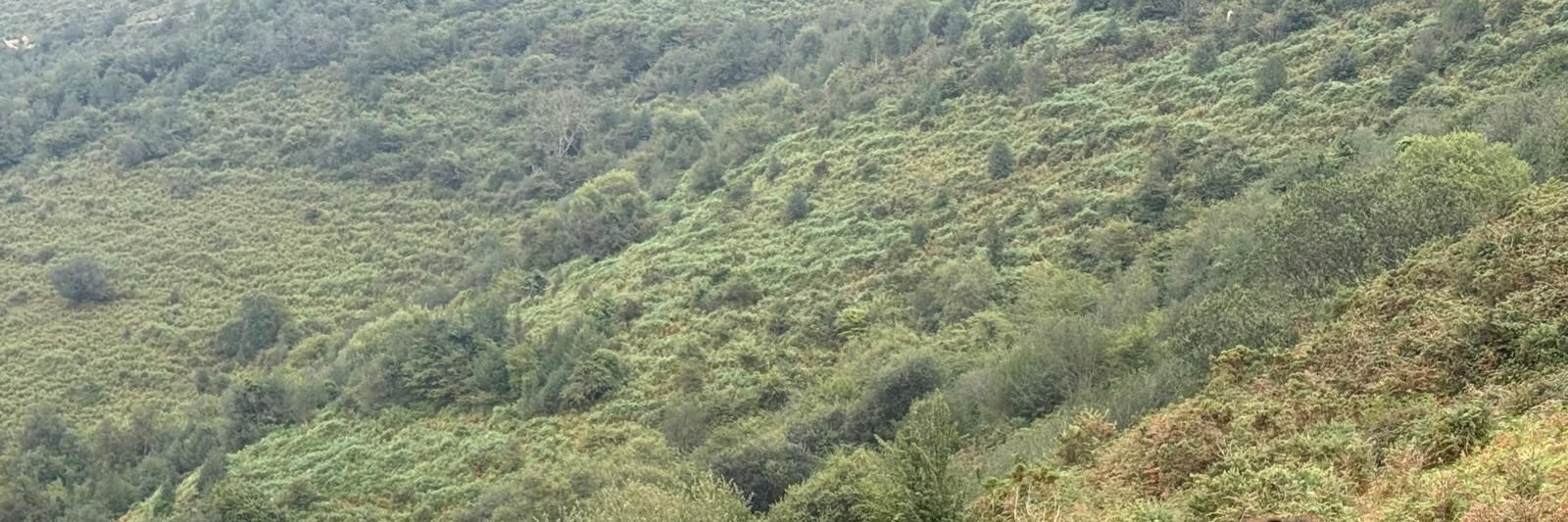 Caterpie D. Amarelo banner