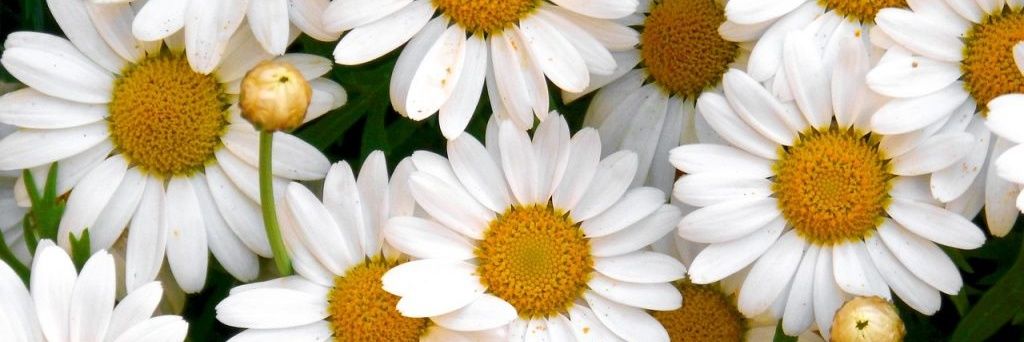 pilargallucci's profile banner image
