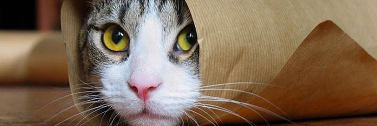 CatsThatAreCool's profile banner image