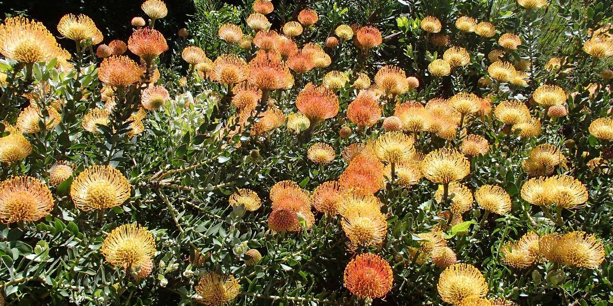 Dr. Anne Stangl banner