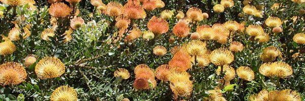 AnneStangl Profile Banner