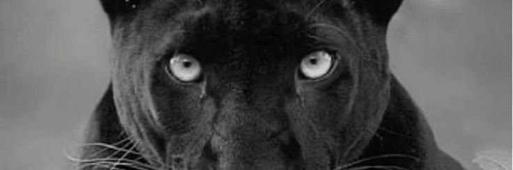 Abby nomas banner