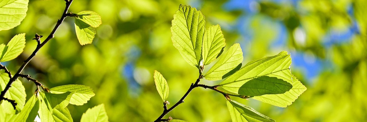 Cécile Roche banner