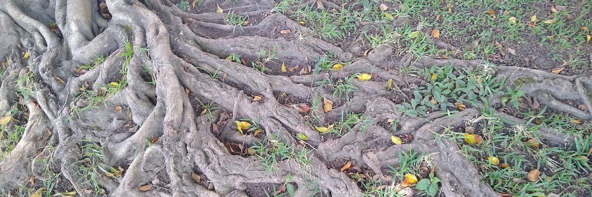 buganviIias's profile banner image