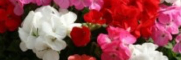 meeshaael's profile banner image
