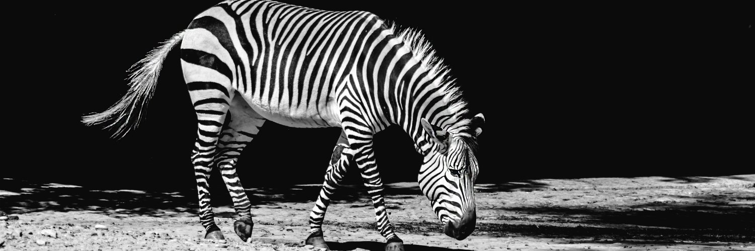 zebrawrites's profile banner image
