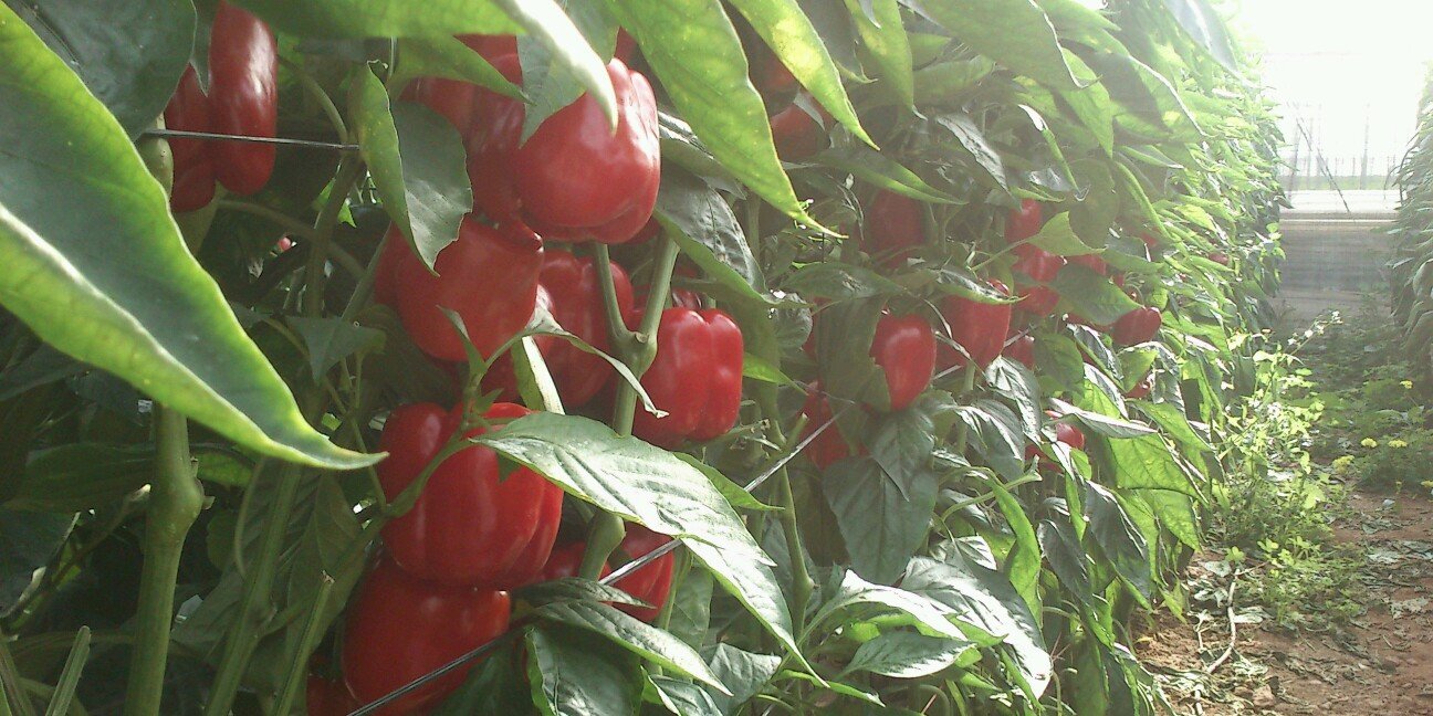 lopezberja's profile banner image