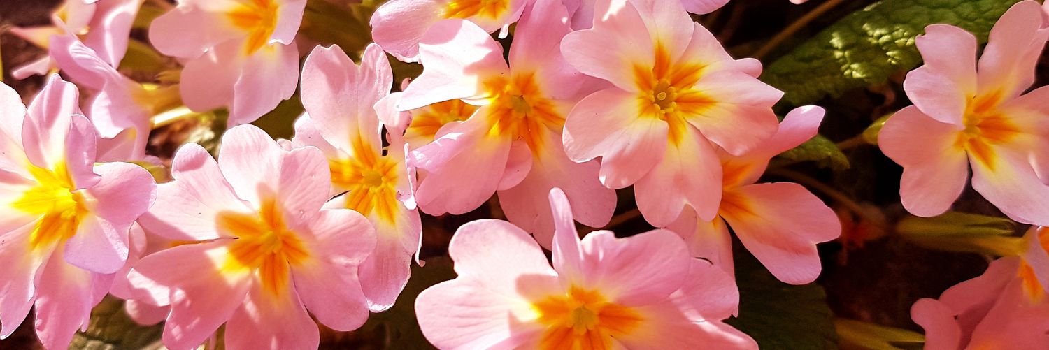 beriAstiani's profile banner image
