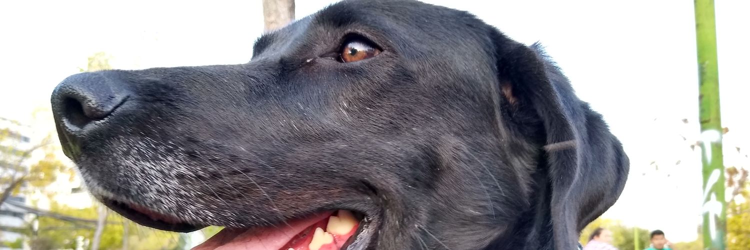 CannMillie's profile banner image