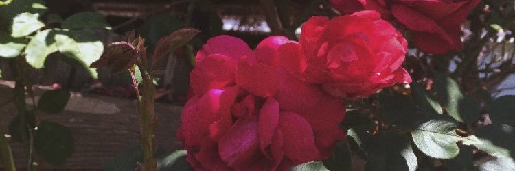 xcmelly's profile banner image