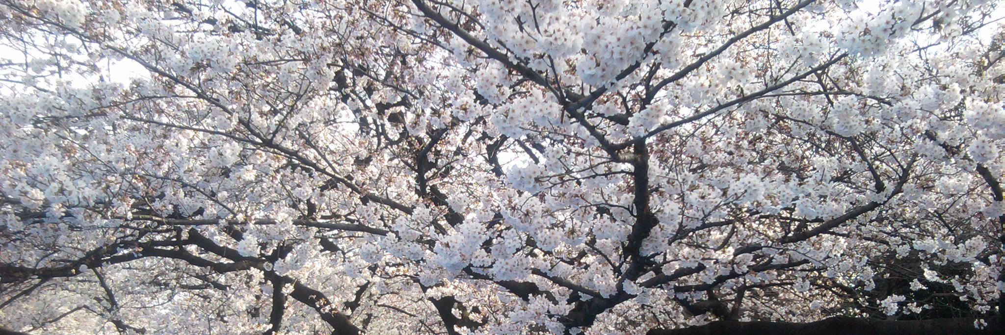 ai_chan's profile banner image