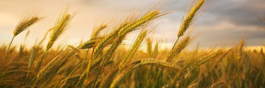 PrairieBrosBrewing banner