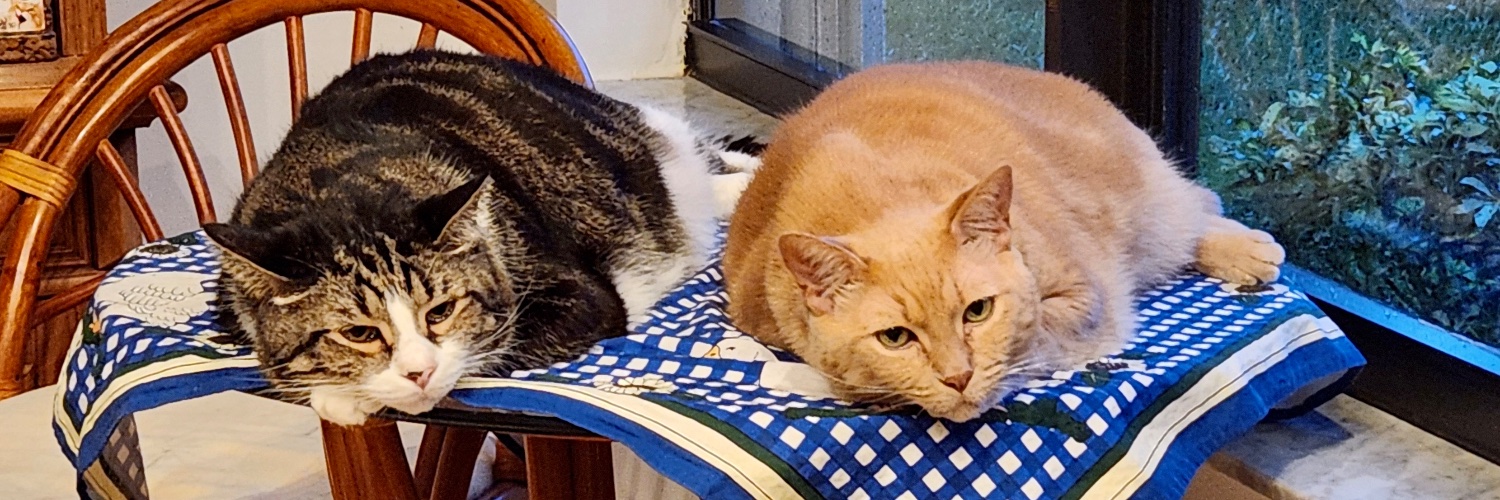 Basia🇵🇱 🇺🇸 🐾🐈‍⬛ banner