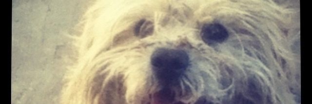 schavezch's profile banner image