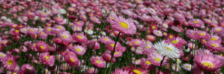 Lucy Commander banner